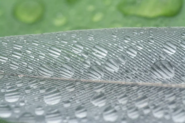 Bilinmeyen ıslak kuş tüyüyle yakın plan..