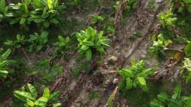 Muz çiftliğinin etrafındaki hava sahnesi