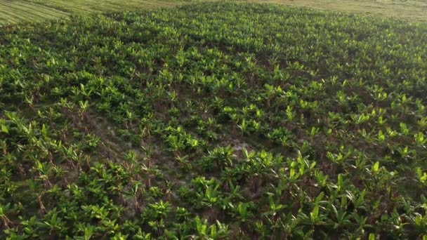 Aerial Scene Banana Farm — Stock Video