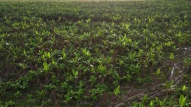 Muz çiftliğinin etrafındaki hava sahnesi