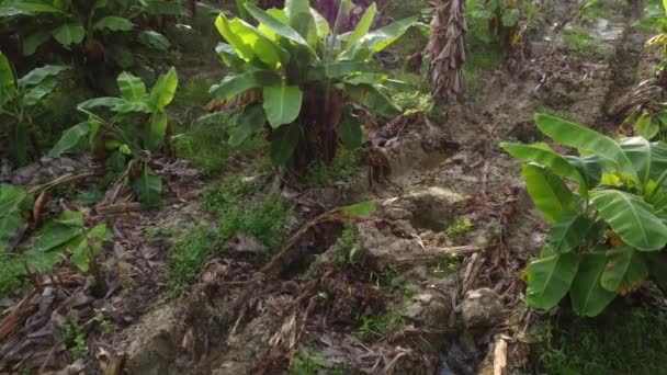 Cena Aérea Torno Fazenda Banana — Vídeo de Stock