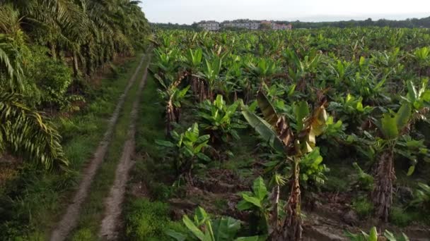 Cena Aérea Torno Fazenda Banana — Vídeo de Stock