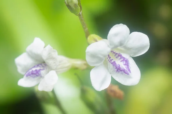 Closeup White Creeping Foxglove Flora — Stock Fotó