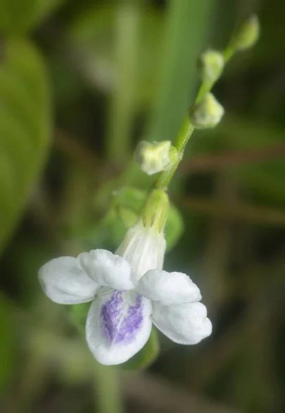 Close Met Witte Kruipende Foxglove Flora — Stockfoto