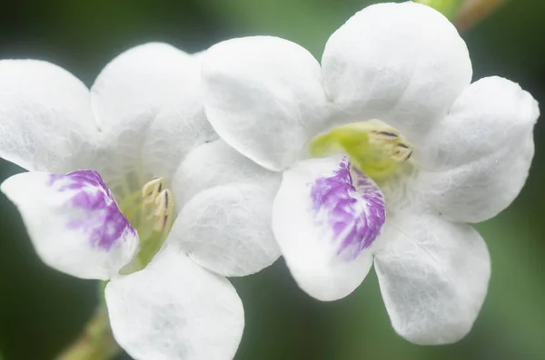 Closeup White Creeping Foxglove Flora — Stockfoto