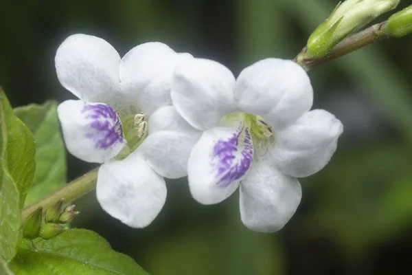 Closeup White Creeping Foxglove Flora — Stockfoto