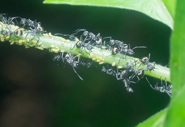 Polyrhachis Dives Ants Crawling Stem — Stock Photo, Image