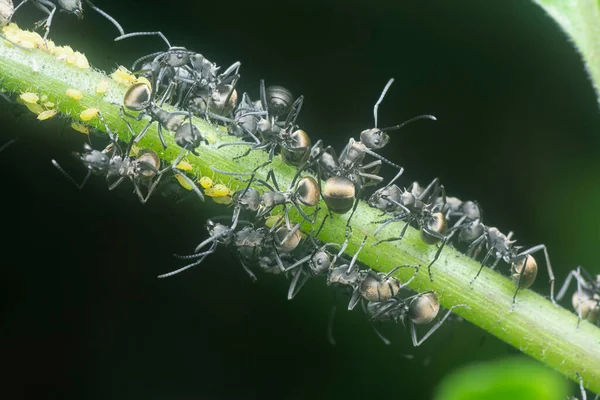 Polyrhachis Mergulha Formigas Rastejando Caule — Fotografia de Stock