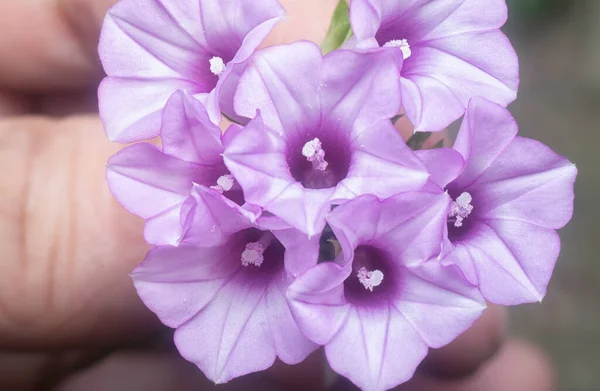 Wild Tiny Purple Ipomoea Triloba Flower — Stok fotoğraf