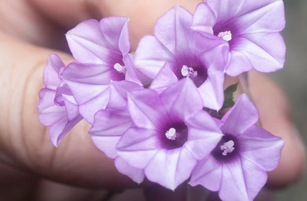 Wild Tiny Purple Ipomoea Triloba Flower — Stok fotoğraf