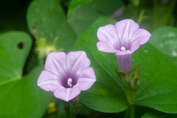 Wild Tiny Purple Ipomoea Triloba Flower —  Fotos de Stock