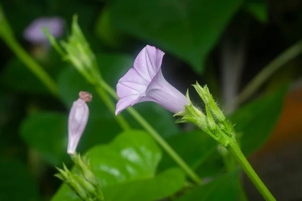 Wild Tiny Purple Ipomoea Triloba Flower —  Fotos de Stock