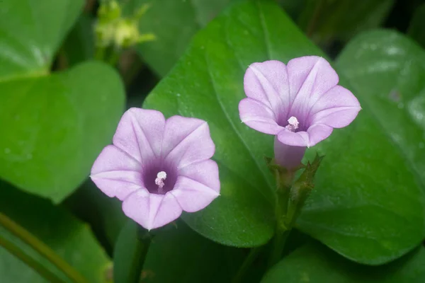 Wild Tiny Purple Ipomoea Triloba Flower — Stock fotografie