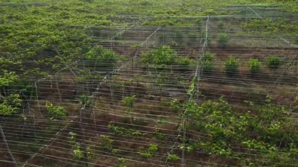 Aerial Scene Passiflora Edulis Agriculture Farm — Stock Video