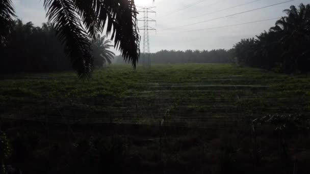 熱帯植物エデュリス農業の周りの空中シーンは — ストック動画