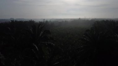 aerial scene around the uncultivated farmland 