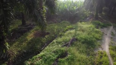 Ekilmemiş tarlaların çevresindeki hava manzarası 