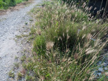 Yol kenarında yabani çim çalıları