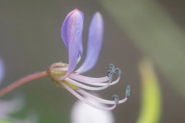 Plan Rapproché Fleur Araignée Frangée — Photo