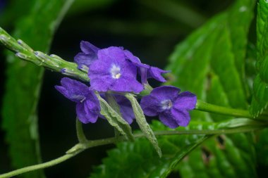 Stachytarpheta jamaicensis yapraklarının yakın çekimi.