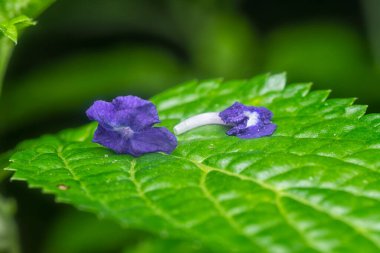 Stachytarpheta jamaicensis yapraklarının yakın çekimi.