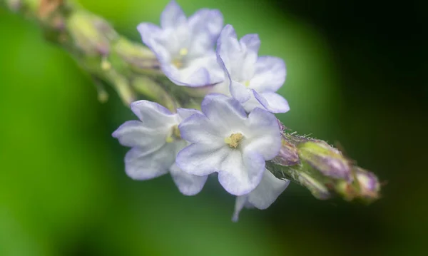 スタキタルフェタ ジャマイケンシスの花びらを — ストック写真