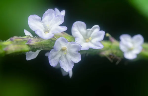 Foto Dekat Dari Stachytarpheta Jamaicensis Kelopak — Stok Foto