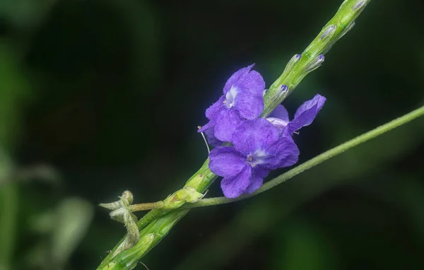 スタキタルフェタ ジャマイケンシスの花びらを — ストック写真