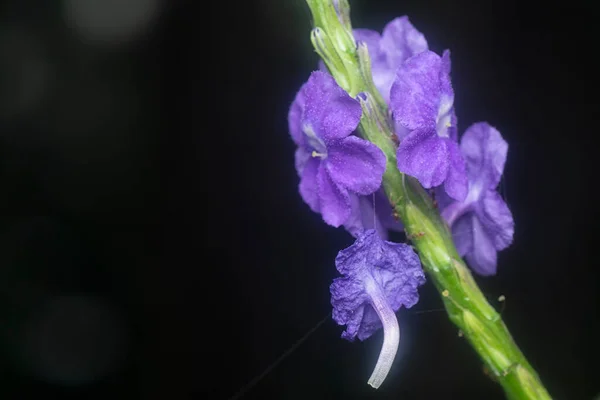 Nahaufnahme Der Stachytarpheta Jamaicensis Blütenblätter — Stockfoto