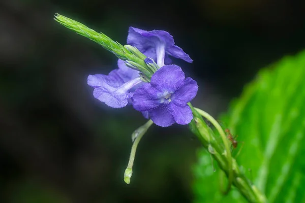 Foto Dekat Dari Stachytarpheta Jamaicensis Kelopak — Stok Foto