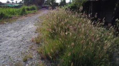 Yol kenarında yabani çim çalıları