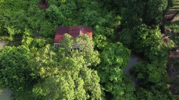 Cena Aérea Velha Casa Abandonada Dentro Dos Arbustos Cobertos — Vídeo de Stock