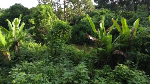 Escena Aérea Vieja Casa Abandonada Dentro Los Arbustos — Vídeo de stock