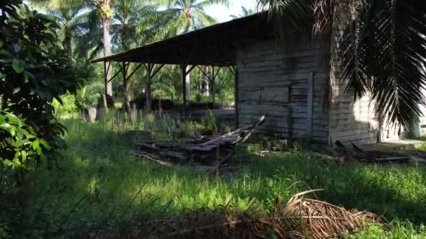 Viejo Cobertizo Abandonado Plantación Aislada — Vídeos de Stock