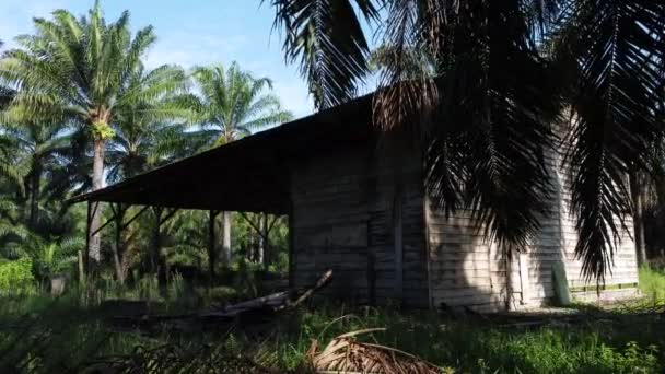 Velho Galpão Abandonado Plantação Isolada — Vídeo de Stock