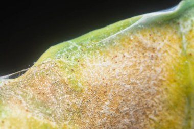 Hastalık enfeksiyonlu yeşil yaprakla yakın çekim.