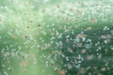 Hastalık enfeksiyonlu yeşil yaprakla yakın çekim.