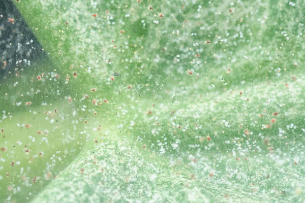与病毒性绿叶的特写与疾病感染 — 图库照片
