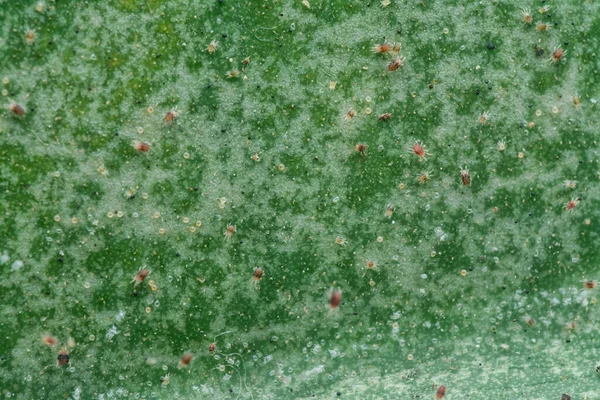 Zbliżenie Chorobliwie Zielonym Liściem Zakażeniem Chorobą — Zdjęcie stockowe