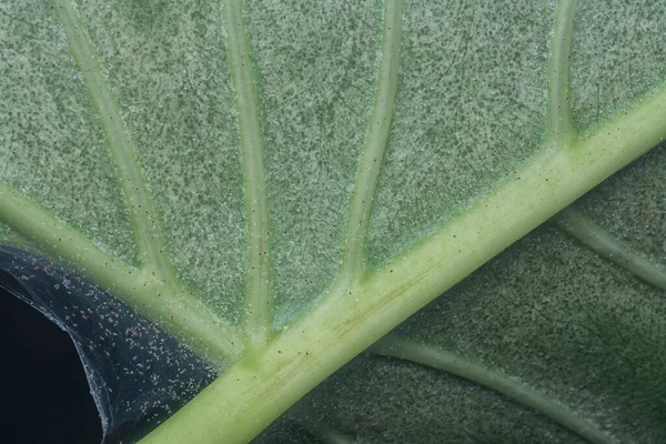 Detailní Záběr Neduživě Zeleným Listem Infekcí — Stock fotografie