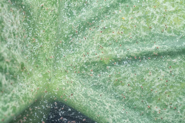 Detailní Záběr Neduživě Zeleným Listem Infekcí — Stock fotografie