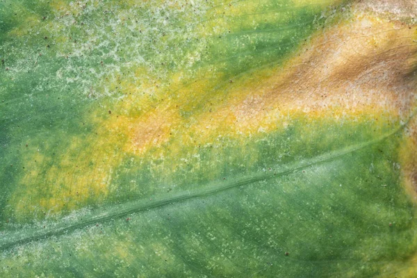 Hastalık Enfeksiyonlu Yeşil Yaprakla Yakın Çekim — Stok fotoğraf