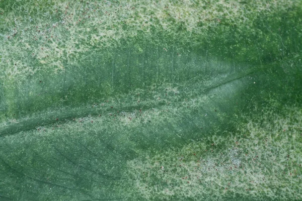 Крупным Планом Болезненно Зеленым Листом Инфекцией — стоковое фото