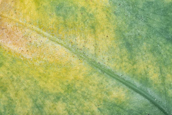 Primo Piano Con Foglia Verde Malaticcia Con Infezione Malattia — Foto Stock