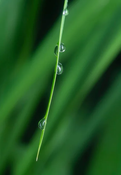Wassertröpfchen Hängen Den Blättern Oder Gras — Stockfoto