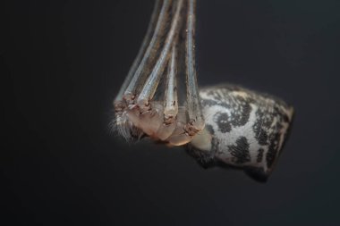 Polcid örümceğinin aşırı yakın çekimi