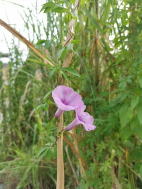 ipomoea çalıları sabah zaferi otlara tırmanıyor..