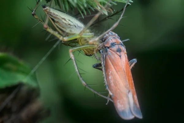 Lynx Αράχνη Αλιεύονται Ένα Φυλλαράκι Για Γεύμα — Φωτογραφία Αρχείου