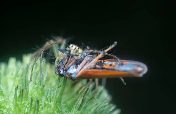 Lynx spider caught a leafhopper for meal