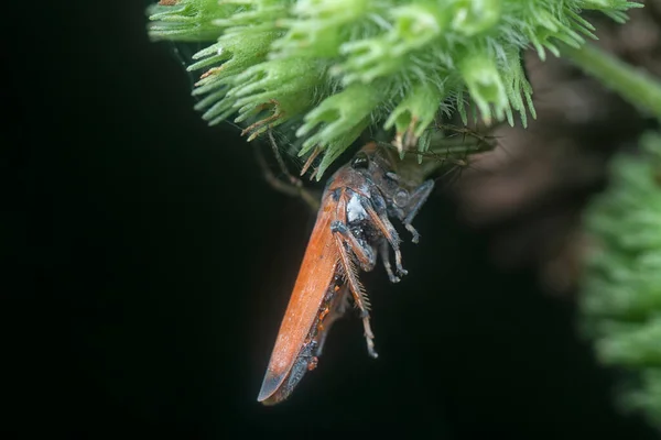 Araña Lince Atrapó Una Tolva Para Comida — Foto de Stock